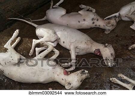 "Slaughtered and hairless dogs, Siem Reap, Siem Reap, Siem Reap Province, Cambodia, Asia" View Large Photo Image Picture - "Slaughtered and hairless dogs, Siem Reap, Siem Reap, Siem Reap Province, Cambodia, Asia". Fotosearch