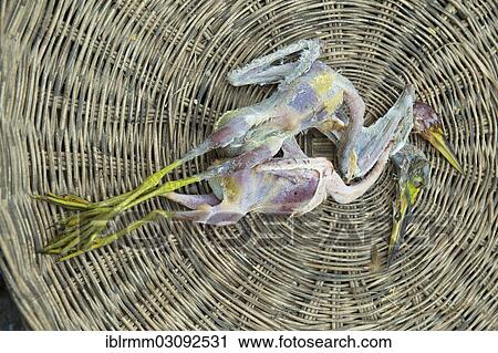 Stock Image - "Slaughtered birds at a market, Siem Reap, Siem Reap, Siem Reap Province, Cambodia, Asia". Fotosearch