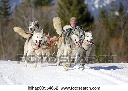 "Sled dog race, Wallgau, Garmisch-Partenkirchen District, Upper Bavaria, Bayern, Germany, Europe" View Large Photo Image Stock Image - "Sled dog race, Wallgau, Garmisch-Partenkirchen District, Upper Bavaria, Bayern, Germany, Europe". Fotosearch