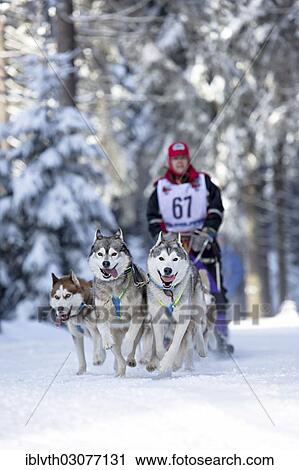 "Sled dog team, Trans Thueringia 2013, annual sled dog race, MASSERBERG, Thuringia, Germany, Europe" View Large Photo Image Stock Image - "Sled dog team, Trans Thueringia 2013, annual sled dog race, MASSERBERG, Thuringia, Germany, Europe". Fotosearch