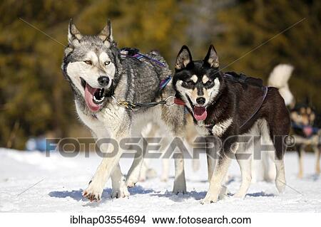 "Sled dogs, sled dog race, Wallgau, Garmisch-Partenkirchen District, Upper Bavaria, Bayern, Germany, Europe" View Large Photo Image Picture - "Sled dogs, sled dog race, Wallgau, Garmisch-Partenkirchen District, Upper Bavaria, Bayern, Germany, Europe". Fotosearch