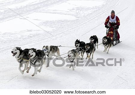 Stock Image - "Sled musher with a dog team and sled, Siberian Huskies, 6th International Dog Sled Race 26th-27th January 2013, Inzell, Bavaria, Germany, Europe". Fotosearch