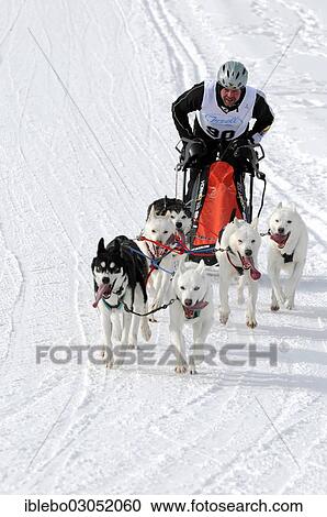 Stock Image - "Sled musher with a dog team and sled, Siberian Huskies, 6th International Dog Sled Race 26th-27th January 2013, Inzell, Bavaria, Germany, Europe". Fotosearch