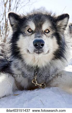 "Sledge dog, Alaskan Malamute, portrait, Walgau, Bavaria, Germany, Europe" View Large Photo Image Stock Photo - "Sledge dog, Alaskan Malamute, portrait, Walgau, Bavaria, Germany, Europe". Fotosearch