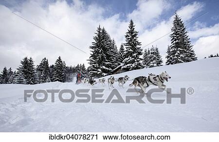 "Sledge dog team in a winter forest, sled dog race, Unterjoch, Allgau, Bavaria, Germany, Europe" View Large Photo Image Stock Image - "Sledge dog team in a winter forest, sled dog race, Unterjoch, Allgau, Bavaria, Germany, Europe". Fotosearch