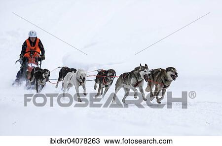 "Sledge dog team on snow, Huskies, sled dog race, Unterjoch, Allgau, Bavaria, Germany, Europe" View Large Photo Image Stock Image - "Sledge dog team on snow, Huskies, sled dog race, Unterjoch, Allgau, Bavaria, Germany, Europe". Fotosearch