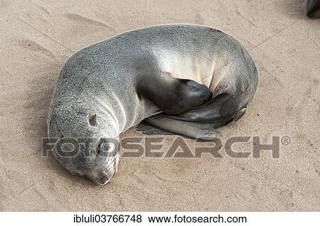 Stock Photo - "Sleeping Cape Seal pup (Arctocephalus pusillus), Cape Cross, Erongo Region, Namibia, Africa". Fotosearch