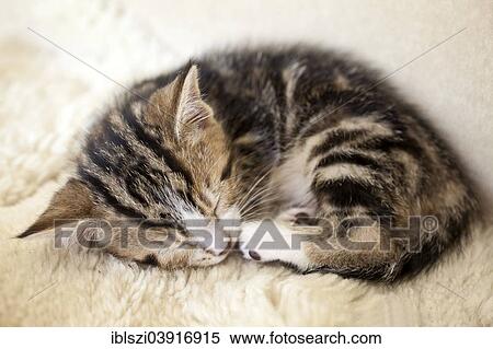 Stock Photography - Sleeping kitten. Fotosearch