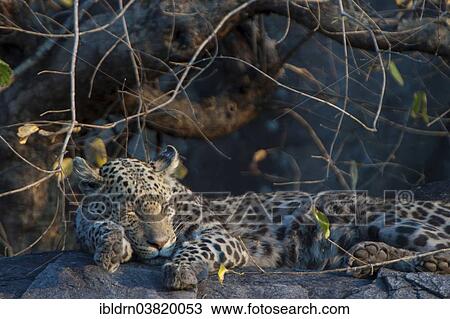 "Sleeping Leopard (Panthera pardus), Savute, Chobe National Park, Botswana, Africa" View Large Photo Image Stock Image - "Sleeping Leopard (Panthera pardus), Savute, Chobe National Park, Botswana, Africa". Fotosearch