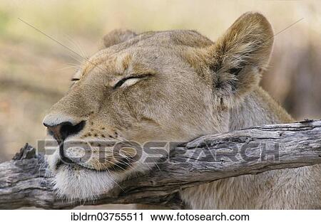 "Sleeping Lioness (Panthera leo), head resting on a branch, Chobe Waterfront, Chobe National Park, North-West District, Botswana, Africa" View Large Photo Image Stock Image - "Sleeping Lioness (Panthera leo), head resting on a branch, Chobe Waterfront, Chobe National Park, North-West District, Botswana, Africa". Fotosearch