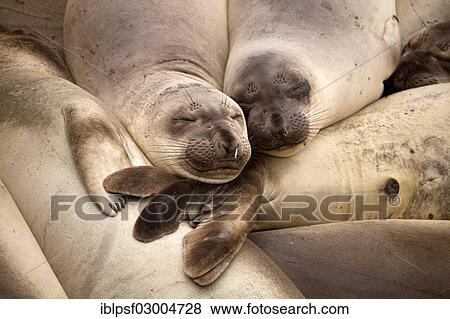 "Sleeping Northern Elephant Seals (Mirounga angustirostris), Big Sur, California, United States, North America" View Large Photo Image Stock Photo - "Sleeping Northern Elephant Seals (Mirounga angustirostris), Big Sur, California, United States, North America". Fotosearch
