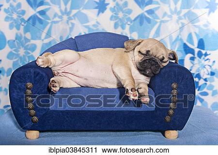 Stock Image - "Sleeping Pug, puppy lying on a miniature sofa". Fotosearch