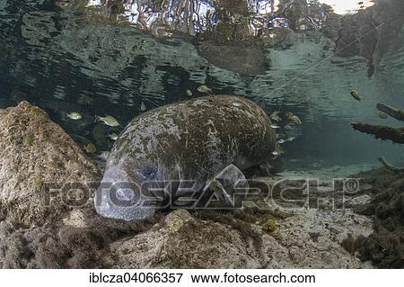 "Sleeping West Indian Manatee (Trichechus manatus) at cleaning station, Florida, USA" View Large Photo Image Stock Photo - "Sleeping West Indian Manatee (Trichechus manatus) at cleaning station, Florida, USA". Fotosearch