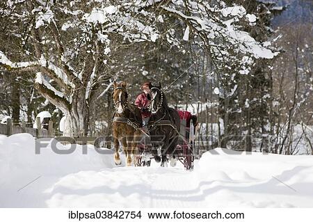 Picture - "Sleigh with Welsh ponies in winter, sleigh ride, Soll, Tyrol, Austria, Europe". Fotosearch