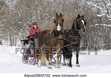 Stock Image - "Sleigh with Welsh ponies in winter, sleigh ride, Soll, Tyrol, Austria, Europe". Fotosearch