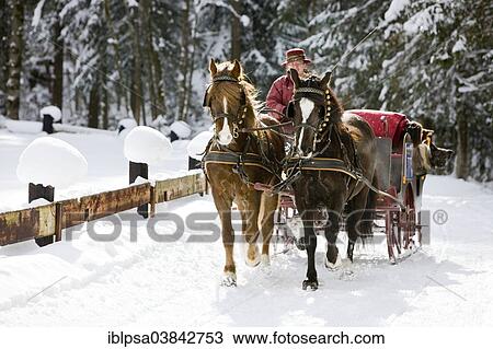 "Sleigh with Welsh ponies in winter, sleigh ride, Soll, Tyrol, Austria, Europe" View Large Photo Image Stock Image - "Sleigh with Welsh ponies in winter, sleigh ride, Soll, Tyrol, Austria, Europe". Fotosearch