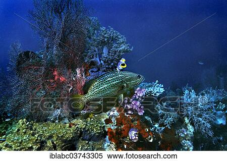 "Slender Grouper (Anyperodon leucogrammicus), Raja Ampat, West Papua, Indonesia, Asia" View Large Photo Image Stock Photography - "Slender Grouper (Anyperodon leucogrammicus), Raja Ampat, West Papua, Indonesia, Asia". Fotosearch