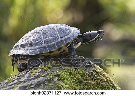 "Slider Turtle (Trachemys sp. ), Zoo Nordhorn, County of Bentheim, Lower Saxony, Germany, Europe" View Large Photo Image Stock Photo - "Slider Turtle (Trachemys sp. ), Zoo Nordhorn, County of Bentheim, Lower Saxony, Germany, Europe". Fotosearch