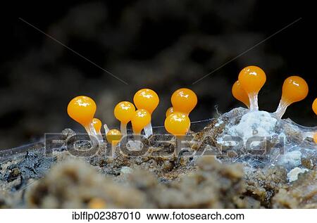 "Slime-mould (Hemitrichia calyculata), growing on dead wood, Clumber Park, Nottinghamshire, England, United Kingdom, Europe" View Large Photo Image Stock Image - "Slime-mould (Hemitrichia calyculata), growing on dead wood, Clumber Park, Nottinghamshire, England, United Kingdom, Europe". Fotosearch
