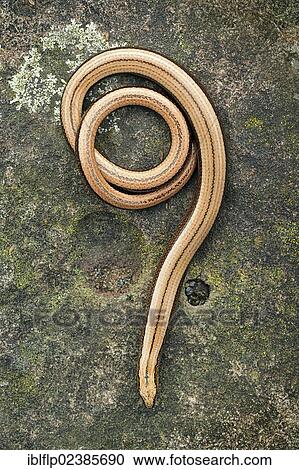 "Slow-worm (Anguis fragilis), adult female, uncoiling on rock, Abergavenny, Monmouthshire, Wales, United Kingdom, Europe" View Large Photo Image Stock Image - "Slow-worm (Anguis fragilis), adult female, uncoiling on rock, Abergavenny, Monmouthshire, Wales, United Kingdom, Europe". Fotosearch