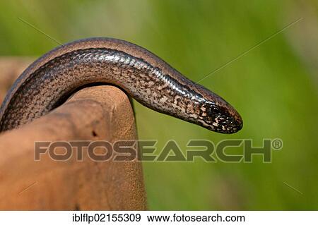 "Slow-worm (Anguis fragilis), adult, emerging from flowerpot, Norfolk, England, United Kingdom, Europe" View Large Photo Image Stock Photo - "Slow-worm (Anguis fragilis), adult, emerging from flowerpot, Norfolk, England, United Kingdom, Europe". Fotosearch
