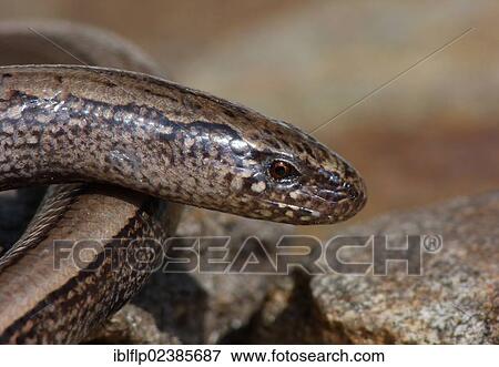 "Slow-worm (Anguis fragilis), juvenile, close-up of head, post hibernation, Cannobina Valley, Italy, Europe" View Large Photo Image Stock Photo - "Slow-worm (Anguis fragilis), juvenile, close-up of head, post hibernation, Cannobina Valley, Italy, Europe". Fotosearch