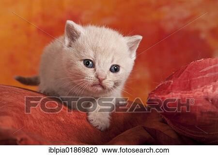 "Small British Shorthair kitten, 2 weeks" View Large Photo Image Stock Image - "Small British Shorthair kitten, 2 weeks". Fotosearch