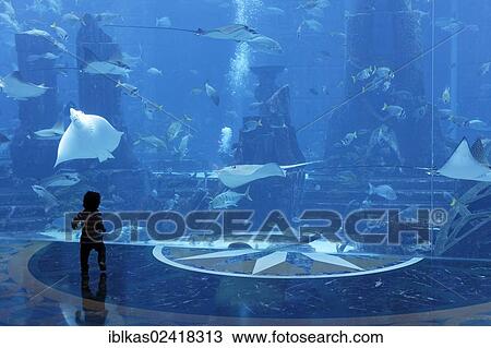 Small child observing stingrays in a gigantic aquarium, underwater world of the Ambassador Lagoon, Atlantis Hotel, The Palm Jumeirah, Dubai, United Arab Emirates, Middle East, Asia View Large Photo Image Stock Image - Small child observing stingrays in a gigantic aquarium, underwater world of the Ambassador Lagoon, Atlantis Hotel, The Palm Jumeirah, Dubai, United Arab Emirates, Middle East, Asia. Fotosearch