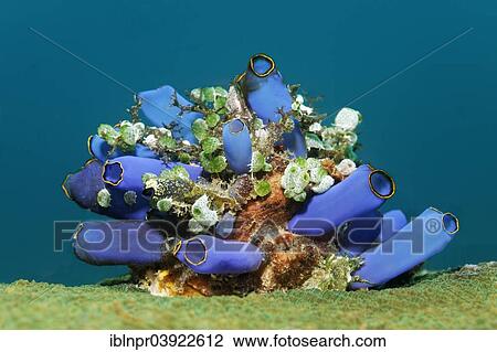 "Small colony of various Sea Squirts (Tunicata), on a Brain Coral or Stony Coral (Faviidae), Sabang Beach, Puerto Galera, Mindoro, Philippines, Asia" View Large Photo Image Stock Image - "Small colony of various Sea Squirts (Tunicata), on a Brain Coral or Stony Coral (Faviidae), Sabang Beach, Puerto Galera, Mindoro, Philippines, Asia". Fotosearch