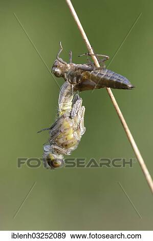 "Small Darter (Leucorrhinia dubia), emerging from a cocoon, Haren, Emsland, Lower Saxony, Germany, Europe" View Large Photo Image Stock Photo - "Small Darter (Leucorrhinia dubia), emerging from a cocoon, Haren, Emsland, Lower Saxony, Germany, Europe". Fotosearch
