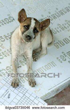 "Small dog sitting on a gravestone with Khmer characters which is lying on the ground in a stone cutting factory, Pursat, Pursat Province, Cambodia, Asia" View Large Photo Image Stock Photograph - "Small dog sitting on a gravestone with Khmer characters which is lying on the ground in a stone cutting factory, Pursat, Pursat Province, Cambodia, Asia". Fotosearch