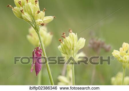 "Small Elephant Hawkmoth (Deilephila porcellus), adult, newly emerged, resting on Cowslip (Primula veris), flowerhead, Ryton, Warwickshire, England, United Kingdom, Europe" View Large Photo Image Stock Photograph - "Small Elephant Hawkmoth (Deilephila porcellus), adult, newly emerged, resting on Cowslip (Primula veris), flowerhead, Ryton, Warwickshire, England, United Kingdom, Europe". Fotosearch