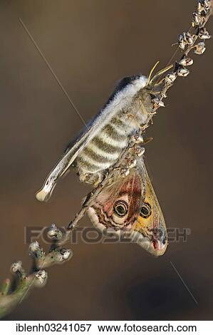 "Small Emperor Moth (Saturnia pavonia), mating, Haren, Emsland, Lower Saxony, Germany, Europe" View Large Photo Image Stock Photo - "Small Emperor Moth (Saturnia pavonia), mating, Haren, Emsland, Lower Saxony, Germany, Europe". Fotosearch