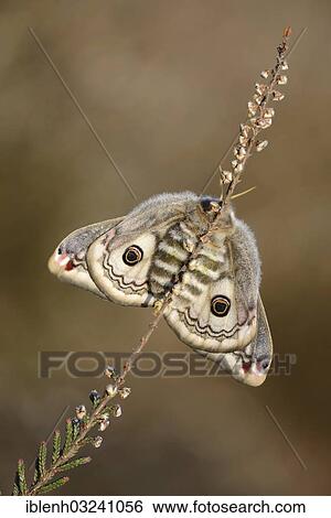 "Small Emperor Moth (Saturnia pavonia), female, Haren, Emsland, Lower Saxony, Germany, Europe" View Large Photo Image Stock Photograph - "Small Emperor Moth (Saturnia pavonia), female, Haren, Emsland, Lower Saxony, Germany, Europe". Fotosearch