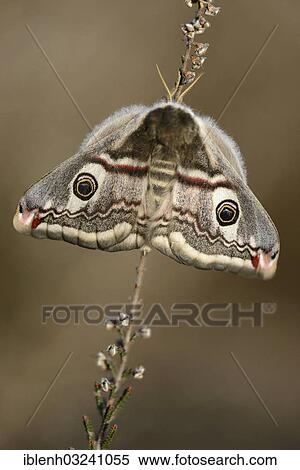 Stock Photography - "Small Emperor Moth (Saturnia pavonia), female, Haren, Emsland, Lower Saxony, Germany, Europe". Fotosearch