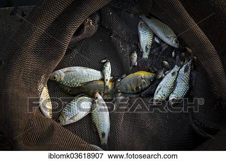 Stock Photo - "Small fish in a net, Vembanad lake, Kerala, India, Asia". Fotosearch