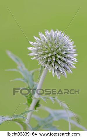 "Small globe thistle (Echinops ritro), blossom, native to Europe" View Large Photo Image Picture - "Small globe thistle (Echinops ritro), blossom, native to Europe". Fotosearch