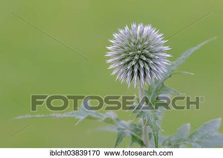 Stock Image - "Small globe thistle (Echinops ritro), blossom, native to Europe". Fotosearch