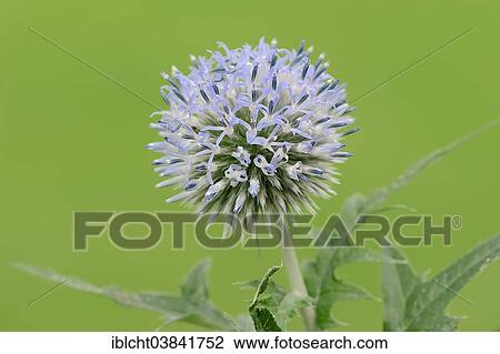 "Small Globe Thistle (Echinops ritro), Southern France, France, Europe" View Large Photo Image Stock Image - "Small Globe Thistle (Echinops ritro), Southern France, France, Europe". Fotosearch