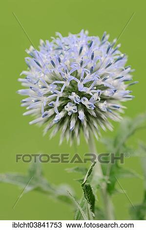 "Small Globe Thistle (Echinops ritro), Southern France, France, Europe" View Large Photo Image Stock Image - "Small Globe Thistle (Echinops ritro), Southern France, France, Europe". Fotosearch