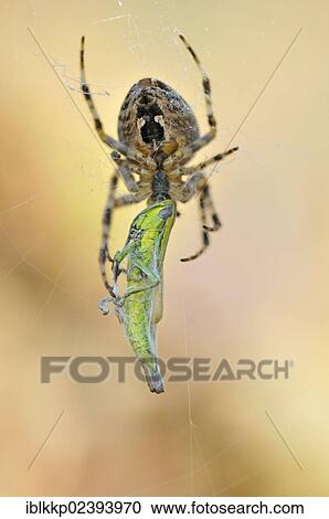 "Small Gold Grasshopper (Euthystira brachyptera) being wrapped by a spider in its web, Lower Lusatian Heath Nature Park, Brandenburg, Germany, Europe" View Large Photo Image Stock Image - "Small Gold Grasshopper (Euthystira brachyptera) being wrapped by a spider in its web, Lower Lusatian Heath Nature Park, Brandenburg, Germany, Europe". Fotosearch