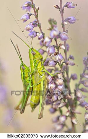 "Small Gold Grasshoppers (Euthystira brachyptera) during mating, Lower Lusatian Heath Nature Park, Brandenburg, Germany, Europe" View Large Photo Image Stock Image - "Small Gold Grasshoppers (Euthystira brachyptera) during mating, Lower Lusatian Heath Nature Park, Brandenburg, Germany, Europe". Fotosearch