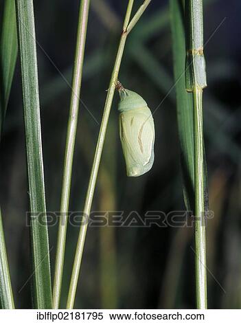 Stock Photography - "Small Heath (Coenonympha pamphilus), pupa". Fotosearch