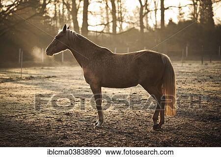 "Small horse, mare, Palomino, dozing on a winter morning, North Rhine-Westphalia, Germany, Europe" View Large Photo Image Stock Image - "Small horse, mare, Palomino, dozing on a winter morning, North Rhine-Westphalia, Germany, Europe". Fotosearch