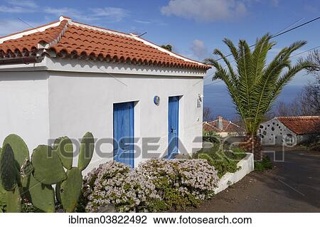 "Small house with flowering Jade Plants (Crassula ovata), Las Tricias, La Palma, Canary Islands, Spain, Europe" View Large Photo Image Stock Image - "Small house with flowering Jade Plants (Crassula ovata), Las Tricias, La Palma, Canary Islands, Spain, Europe". Fotosearch