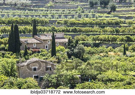 "Small house with orange and lemon trees, Soller, Majorca, Balearic Islands, Spain, Europe" View Large Photo Image Stock Image - "Small house with orange and lemon trees, Soller, Majorca, Balearic Islands, Spain, Europe". Fotosearch
