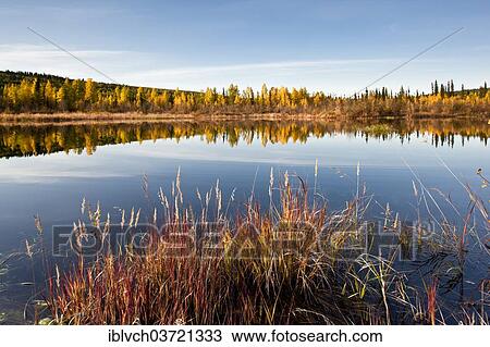 "Small lake in autumn, near Fairbanks, Alaska, USA" View Large Photo Image Stock Image - "Small lake in autumn, near Fairbanks, Alaska, USA". Fotosearch