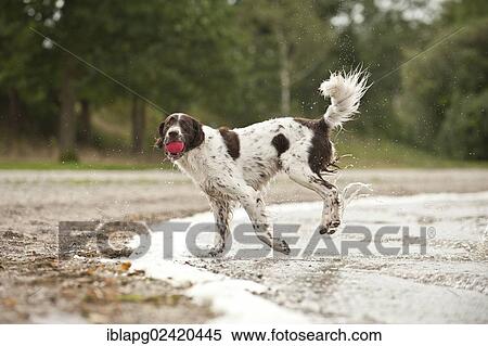Small Munsterlander fetching a ball out of the water View Large Photo Image Stock Photography - Small Munsterlander fetching a ball out of the water. Fotosearch