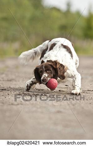 Small Munsterlander fetching a ball View Large Photo Image Stock Image - Small Munsterlander fetching a ball. Fotosearch