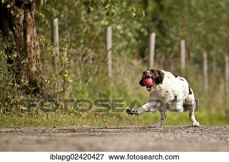 Small Munsterlander fetching a ball View Large Photo Image Stock Photo - Small Munsterlander fetching a ball. Fotosearch